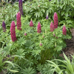 Mini Gallery™ Red Lupine -GREAT GARDEN PLANTS 716 Mini Gallery Red Lupine 4