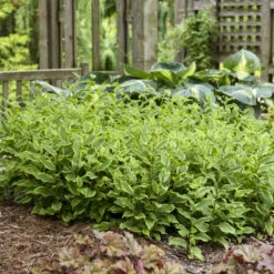 'Autumn Glow' Formosa Toad Lily -GREAT GARDEN PLANTS 720 Autumn Glow Formosa Toad Lily 5