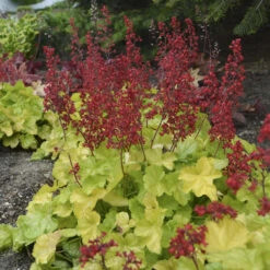 Dolce® 'Appletini' Coral Bells