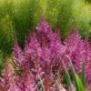 'Maggie Daley' Astilbe