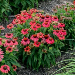 Summersong™ Firefinch™ Coneflower -GREAT GARDEN PLANTS 733 Summersong Firefinch Coneflower 1