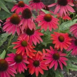 Summersong™ Firefinch™ Coneflower -GREAT GARDEN PLANTS 733 Summersong Firefinch Coneflower 2