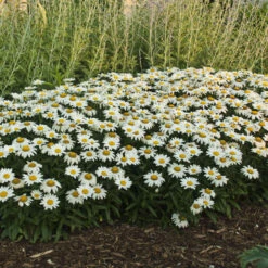 'Snowcap' Shasta Daisy -GREAT GARDEN PLANTS 73ee4f39b48567d63de16cd62b8a9f10