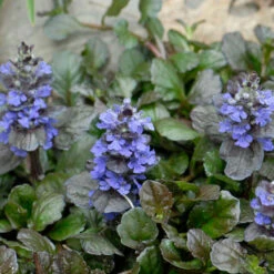 'Black Scallop' Bugleweed -GREAT GARDEN PLANTS 74c58dbefbdb2ea1fbf1ea1d0c8fff36