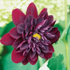 'Arabian Night' Dahlia -GREAT GARDEN PLANTS 77062DahliaArabianNight 800x800 881200e
