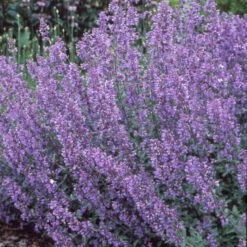 Walker's Low Catmint -GREAT GARDEN PLANTS 7f38d9ac0770e380fb79b256acceff3b