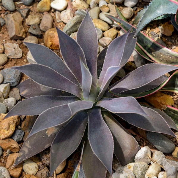 Mad About Mangave® 'Lavender Lady' Mangave 4 Mad About Mangave® 'Lavender Lady' Mangave - Image 4