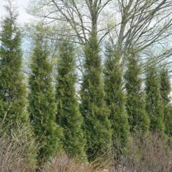 Full Speed A Hedge® 'American Pillar' Arborvitae -GREAT GARDEN PLANTS 800 3356 popup sw