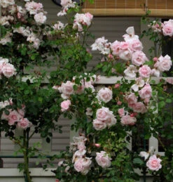 Climbing Rose Collection -GREAT GARDEN PLANTS 8138d7ca9c5da0d3ff4534711f9e8bf857919d33 86a1a1a23a3cba0445cbc26ace91ff1e51b18eb5 facebook