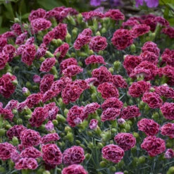 Fruit Punch® 'Cherry Vanilla' Dianthus -GREAT GARDEN PLANTS 81d7159126c580268486974f54a7b312
