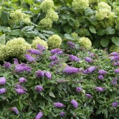 Pugster Periwinkle® Butterfly Bush -GREAT GARDEN PLANTS 855 4139 popup