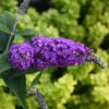 Lo & Behold® 'Purple Haze' Butterfly Bush