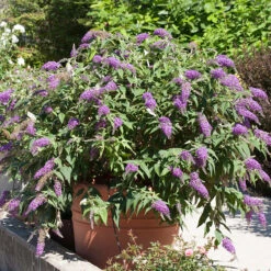 Lo & Behold® 'Purple Haze' Butterfly Bush -GREAT GARDEN PLANTS 856 4142 popup