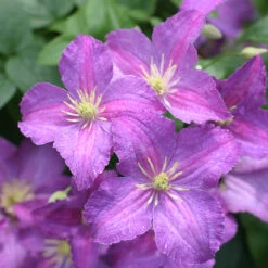 Jolly Good™ Clematis -GREAT GARDEN PLANTS 859 4168 popup
