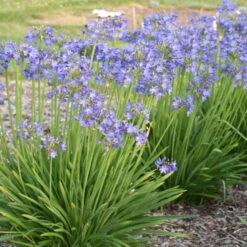 'Little Galaxy' Lily-of-the-Nile -GREAT GARDEN PLANTS 867ffb47e110f7c16f224fae757e0697