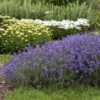 Munstead Lavender