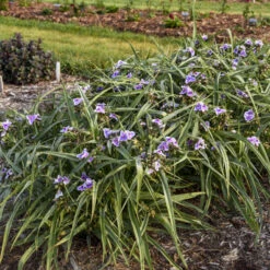 'Webmaster' Spiderwort -GREAT GARDEN PLANTS 88705ec5361d203d455270bdb04ad016