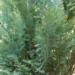 Pinpoint® Blue False Cypress -GREAT GARDEN PLANTS 896 4157 popup