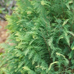 Pinpoint® Blue & Gold False Cypress -GREAT GARDEN PLANTS 897 4177 popup