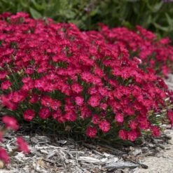 'Paint The Town Red' Dianthus -GREAT GARDEN PLANTS 8d9e493de68a8bec5e3463796fee61b9