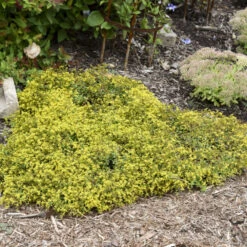 Rock 'N Low 'Yellow Brick Road' Stonecrop -GREAT GARDEN PLANTS 91ad3c349312dda074e46c9815a886e3
