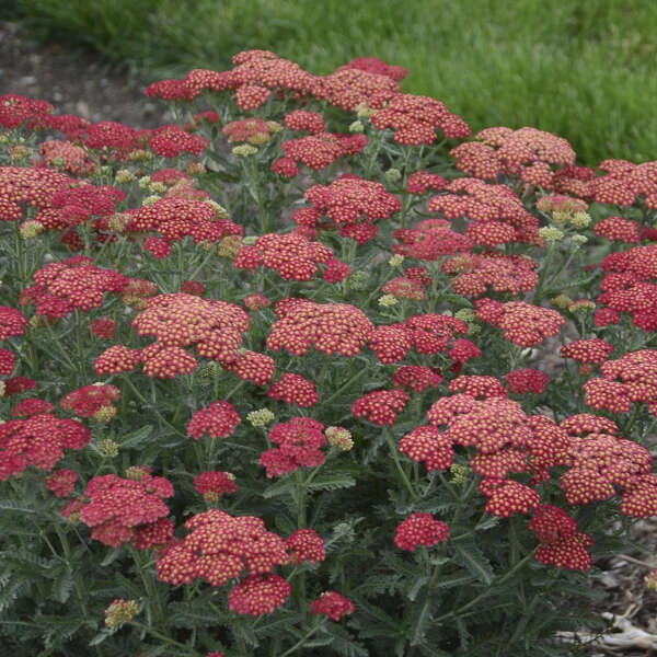 'Firefly Red Pop' Yarrow 1 'Firefly Red Pop' Yarrow