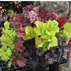 'Southern Comfort' Coral Bells -GREAT GARDEN PLANTS 99 1727 popup