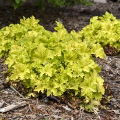 Dolce® 'Apple Twist' Coral Bells -GREAT GARDEN PLANTS 9b3129449c965b7e4b021bf08ed854ab