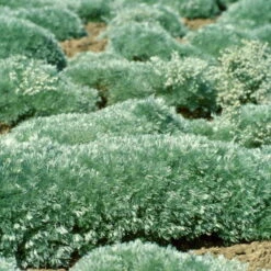 'Silver Mound' Wormwood -GREAT GARDEN PLANTS 9bb0c9995610c5c6de695656faef4ad1