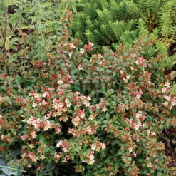Sunny Anniversary® Abelia -GREAT GARDEN PLANTS Abelia Sunny Anniversary 3 P