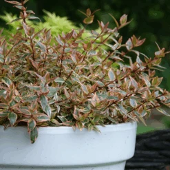 Tres Amigos™ Abelia -GREAT GARDEN PLANTS AbeliaTresAmigosDSC07008 800x800 75e6e98