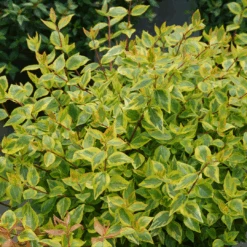 Brilliantina™ Abelia