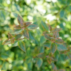 Brilliantina™ Abelia -GREAT GARDEN PLANTS Abelia Brilliantina P1238958 1080x1080 873aa77