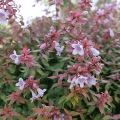 Poco Loco™ Abelia -GREAT GARDEN PLANTS Abelia Poco Loco P1218426 1080x1080 1b883b5
