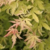 Metamorphosa™ Japanese Maple
