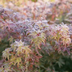 Metamorphosa™ Japanese Maple -GREAT GARDEN PLANTS AcerMetamorphosaP1116890 800x800 1806549