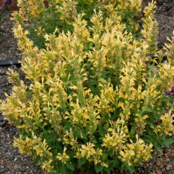 Poquito™ Butter Yellow Hummingbird Mint -GREAT GARDEN PLANTS Agastache Poquito Butter Yellow 3 P