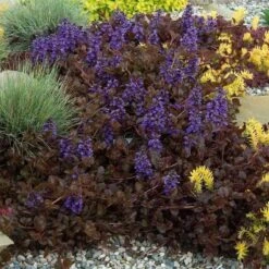 'Black Scallop' Bugleweed -GREAT GARDEN PLANTS Ajuga black scallop bugleweed 5 a930cc30 d55a 46a9 be59 06f9cabcb358 sw