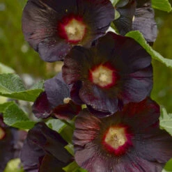'Blacknight' Hollyhock -GREAT GARDEN PLANTS Alcearosea Blacknight 0001lowres