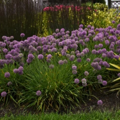 'Medusa' Allium -GREAT GARDEN PLANTS AlliumMedusaPP287010002highres 800x800 f205d07