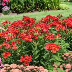 Summer Heat Peruvian Lily (Alstroemeria) -GREAT GARDEN PLANTS Alstroemeria Summer Heat 1