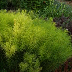 Threadleaf Bluestar -GREAT GARDEN PLANTS Amsonia hubrichtii foliage june