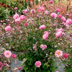 'Puff® 'Pink' Japanese Anemone -GREAT GARDEN PLANTS Anemone Puff Pink 1