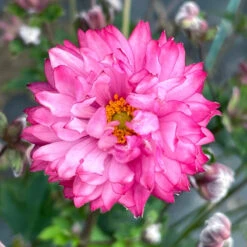 'Puff® 'Pink' Japanese Anemone -GREAT GARDEN PLANTS Anemone Puff Pink 6