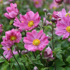'Curtain Call Deep Rose' Japanese Anemone -GREAT GARDEN PLANTS Anemone CurtainCallDeepRose JapaneseAnemone 1