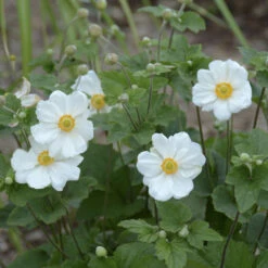 'Honorine Jobert' Japanese Anemone -GREAT GARDEN PLANTS Anemone HonorineJobert JapaneseAnemone 1