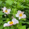 'Robustissima' Japanese Anemone
