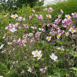 'Robustissima' Japanese Anemone -GREAT GARDEN PLANTS Anemonerobustissima 210812gbo006