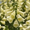 Arctic Fox™ Lemon Cream Foxglove (Digitalis)