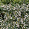 Low Scape Snowfire™ Aronia